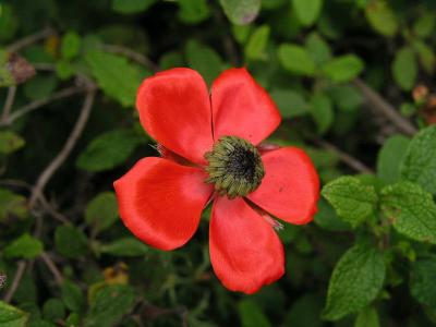 Red Flowers