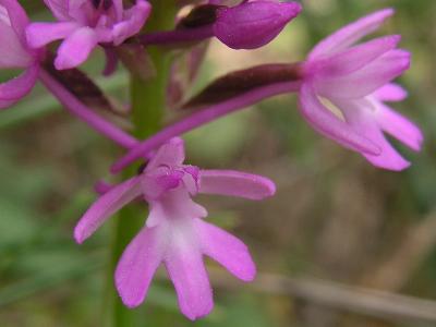 Anacamptis Pyramidalis