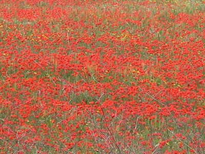 carpet of spring flowers