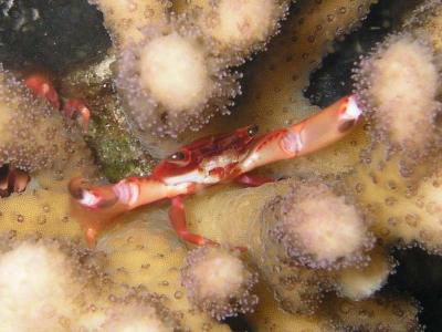 Brownish Coral Crab