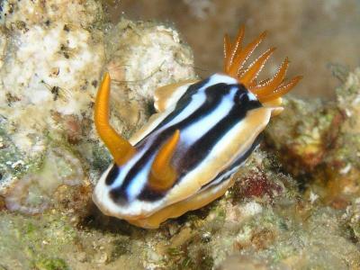 Red Sea Nudibranches