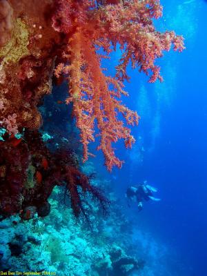 Divers at the Woodhouse Reef