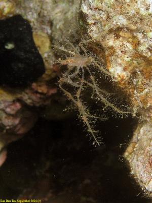 Spider Crab