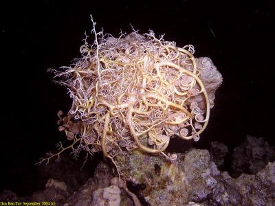 Basket Star