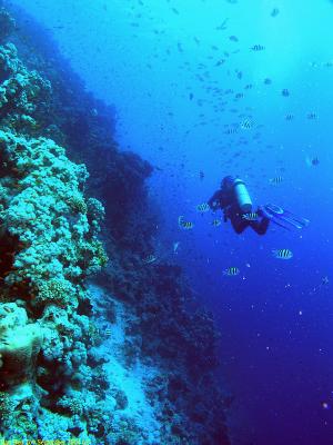 Diver at the Jackson Reef