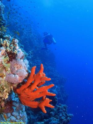 Diver at the Jackson Reef