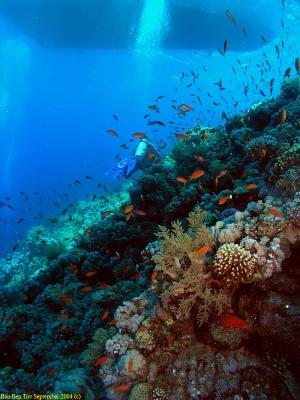 Diver at the Jackson Reef