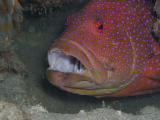 Coral Grouper