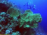 Divers and fan corals  at the Thomas Reef