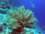 Diver at Reef