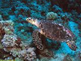 Hawksbill Sea Turtule