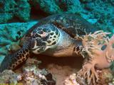 Hawksbill Sea Turtule