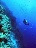 Diver at the Jackson Reef