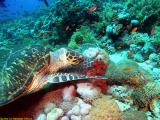 Hawksbill Sea Turtule