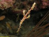 Ghost pipe fish