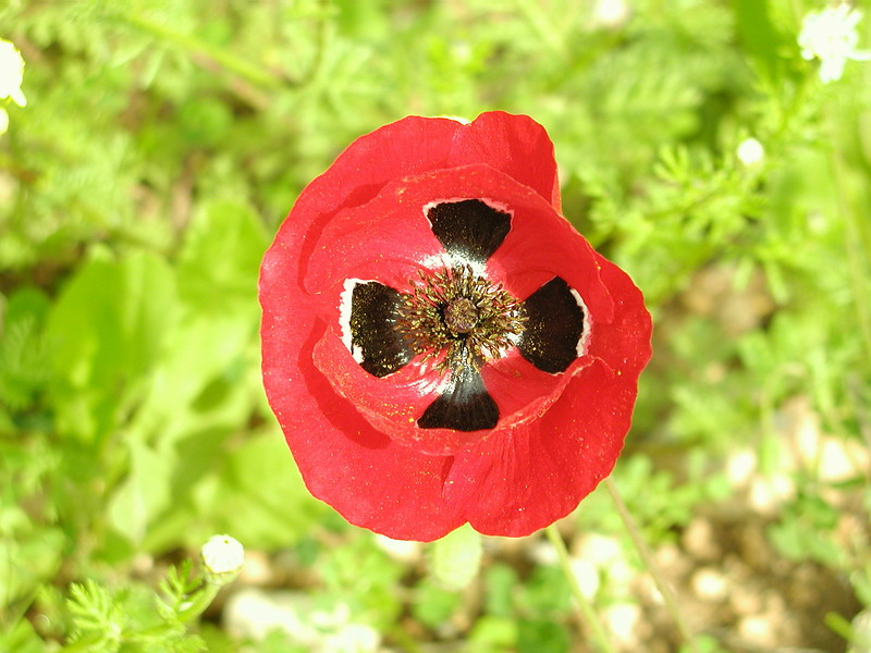 Corn Poppy