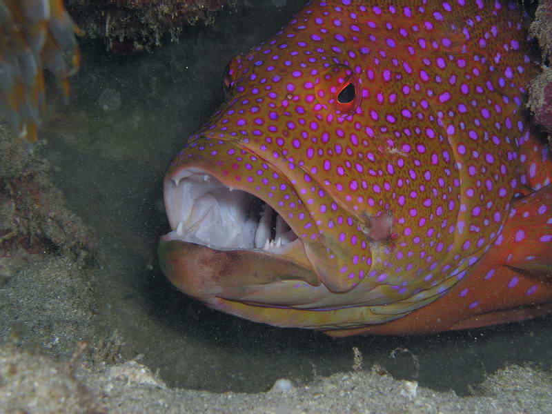 Coral Grouper
