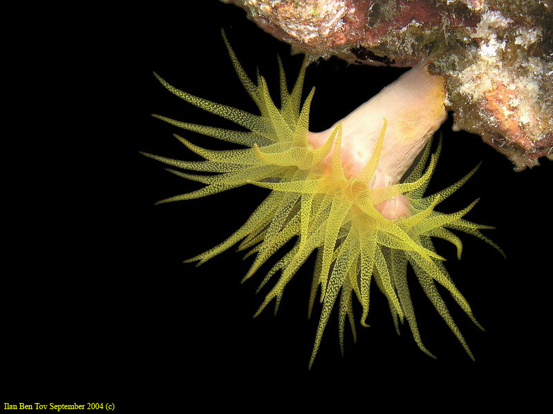 Coral