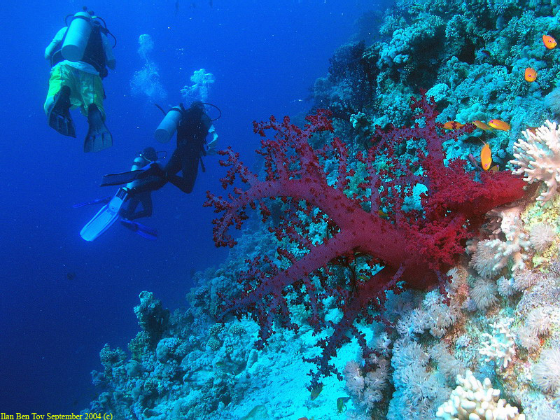 Divers at the Woodhouse Reef