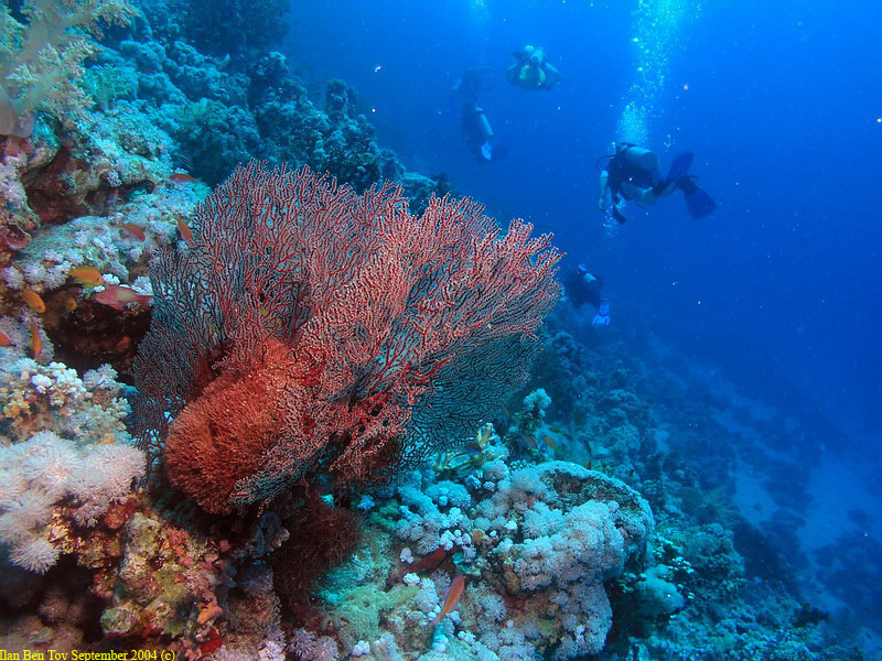 Diver at the Jackson Reef