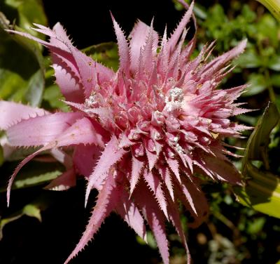 pinkflower.jpg