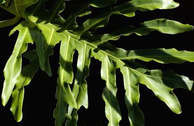 Big Leaf