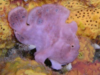 tiny male frogfish