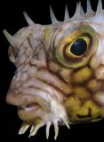 toothy web burrfish