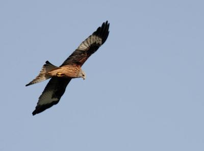 Red Kite, Gigrin Farm, Wales