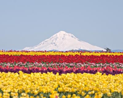 Mountains of Tulips