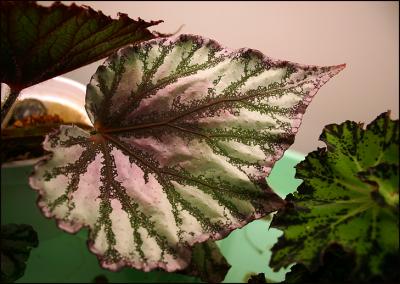 Kit Lens - Begonia Leaves