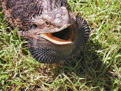 Bearded Dragon C40 copy.jpg
