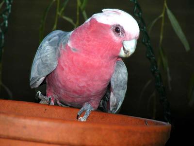 Galah1 copy.jpg