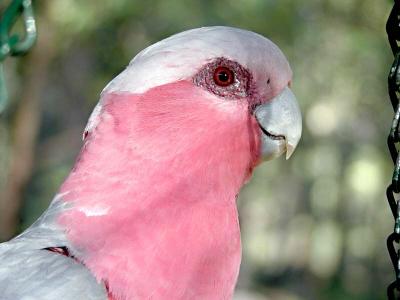 Galah Head shot 4 copy.jpg