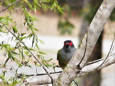 Mystery Bird.jpg
