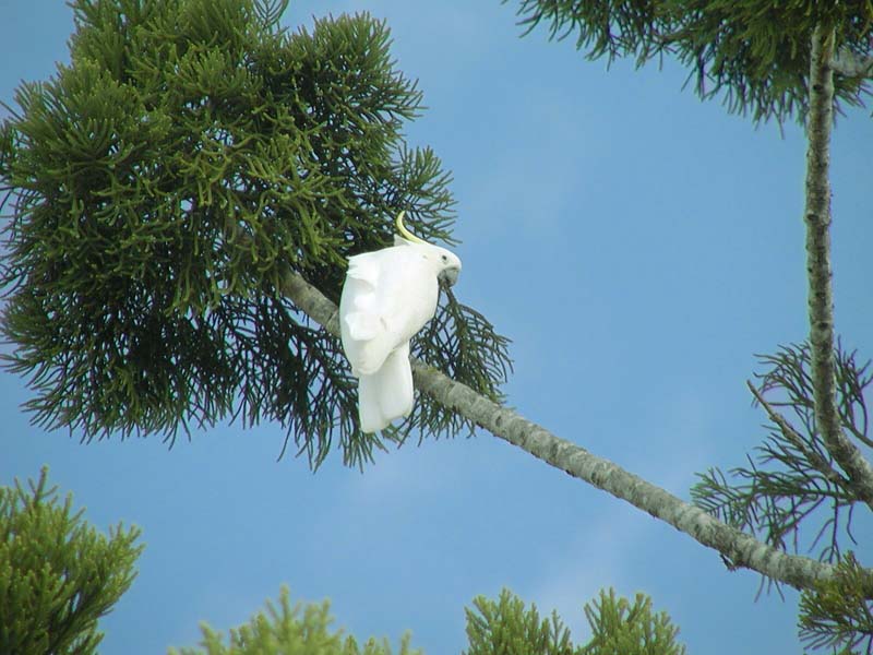 Tree view1 copy.jpg