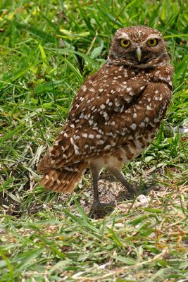 Burrowing Owl