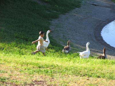 Chasing Geese.JPG