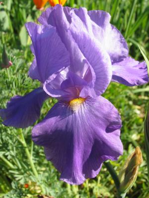 Purple Iris 1.JPG