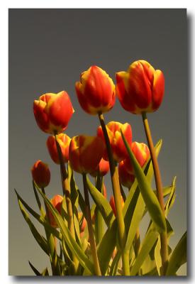 Tulips117_RT8a_filtered.jpg