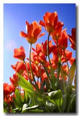 Tulips131_RT8_filtered.jpg