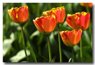 Tulips138_RT8_filtered.jpg