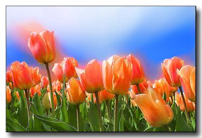 Tulips003_RT8_1.jpg