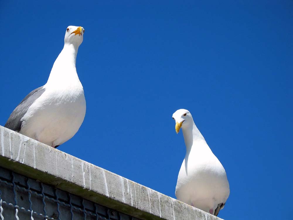 Alcatraz gulls