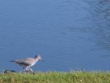 BirdHawaiiBigIsland2005-03-07 028.JPG