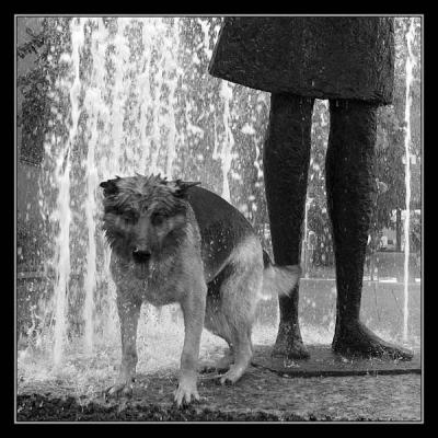 En hund etter vann 25