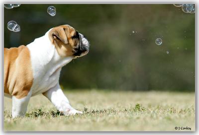 u42/jarrell/medium/27363988.bubbles1.jpg