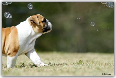 Chasing Bubbles