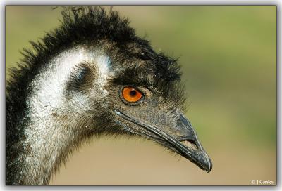 A Juvenile Emu