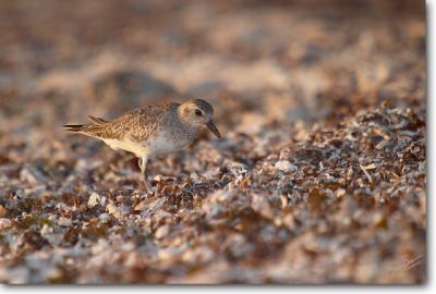 Black-bellied Plover